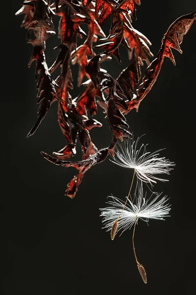 Dandelion Seeds Macro Beautiful Composition Dandelion Seeds Dark Background — Stock Photo, Image