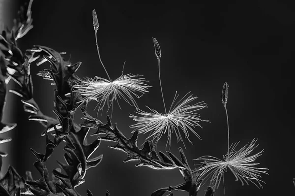 Semillas Diente León Macro Hermosa Composición Con Semillas Diente León — Foto de Stock