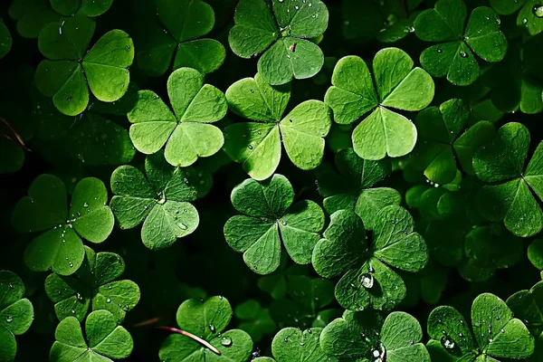 Background Green Shamrock Nature Background Fresh Green Juicy Color Shamrock — Stock Photo, Image