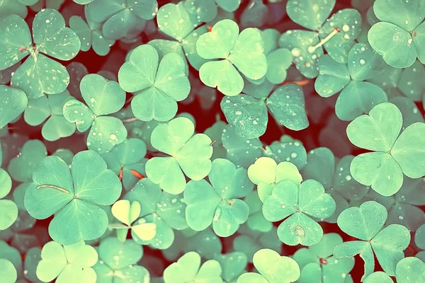 Achtergrond Van Groene Klaver Natuur Achtergrond Verse Groene Sappige Kleur — Stockfoto