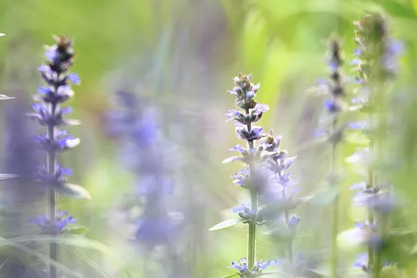 Weinig Blauwe Bloemen Natuur Mooi Plants Macro Kleine Bloemen Lente — Stockfoto