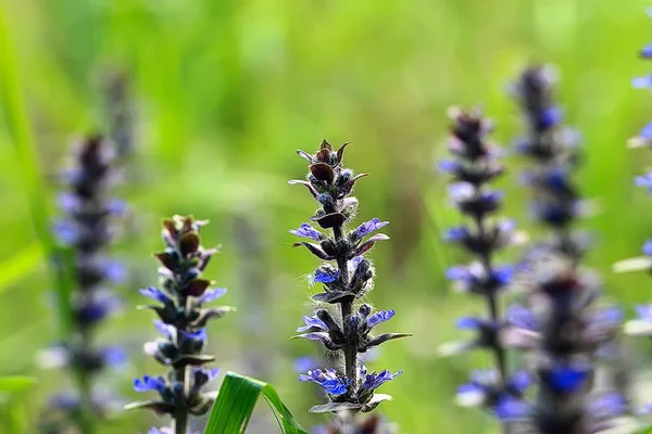 Weinig Blauwe Bloemen Natuur Mooi Plants Macro Kleine Bloemen Lente — Stockfoto