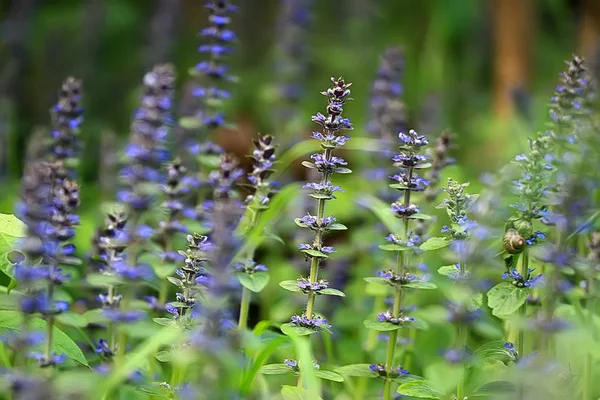 Pequeñas Flores Azules Naturaleza Hermosa Plantas Macro Flores Pequeñas Primavera — Foto de Stock