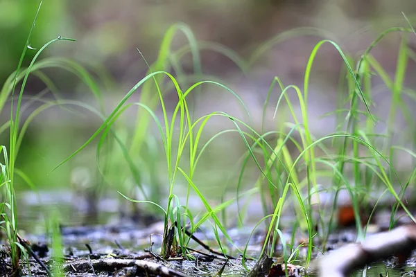 Весняний Зелений Фон Абстрактна Розмита Природа Красиві Фотографії Зелені Пагони — стокове фото