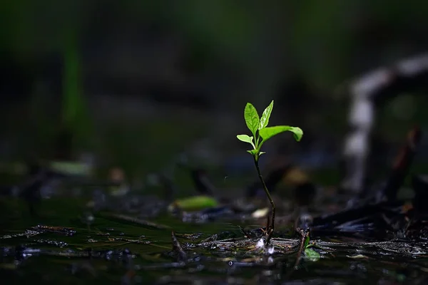 Spring Young Sprouts Beautiful Nature Background Young Spring Leaves Green — Stock Photo, Image