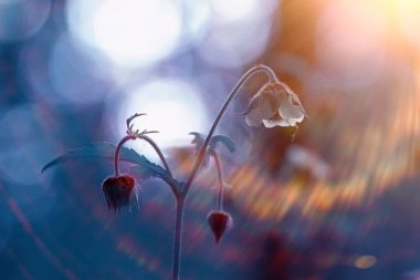 küçük mavi çiçekler / doğa güzel, makro küçük çiçekler, bahar doğa arka plan tertibatları
