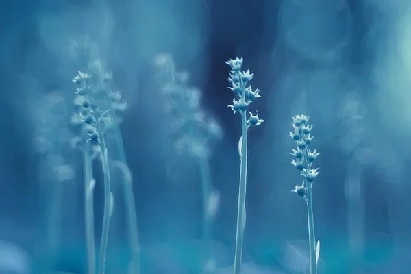 Λίγο Μπλε Λουλούδια Φύση Ομορφη Φυτά Μακροεντολή Μικρά Λουλούδια Φόντο — Φωτογραφία Αρχείου