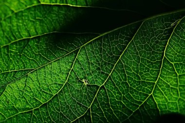 Yeşil yaprak dokusunu kapat 