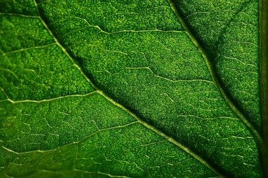 Yeşil yaprak dokusunu kapat 