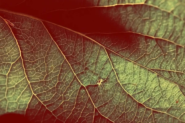 Textura Marco Fresco Primavera Hoja Fondo Estructura Del Árbol Hoja —  Fotos de Stock