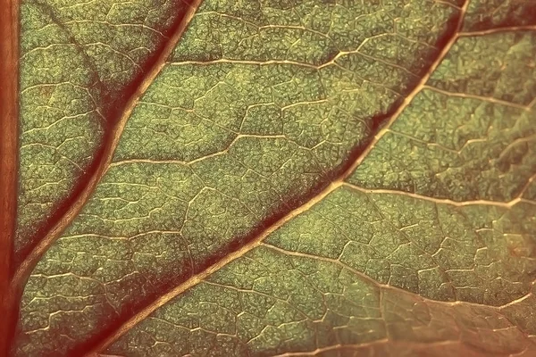 Tembakkan Makro Dari Tekstur Daun Musim Gugur — Stok Foto
