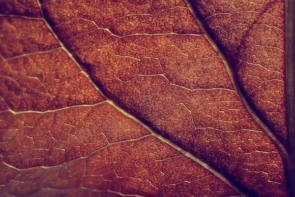 Μακροεντολή Πυροβολισμό Του Φθινοπώρου Φύλλα Υφή — Φωτογραφία Αρχείου
