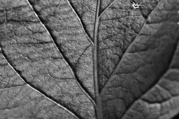 Textura Hoja Blanco Negro Diseño Esqueleto Hoja Negro Textura Macro —  Fotos de Stock