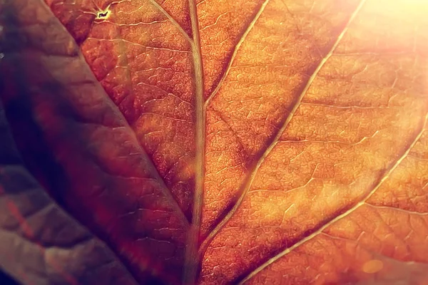 Macro Shot Textura Folha Outono — Fotografia de Stock