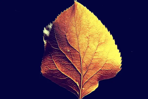 Primer Plano Hoja Otoño Sobre Fondo Negro —  Fotos de Stock