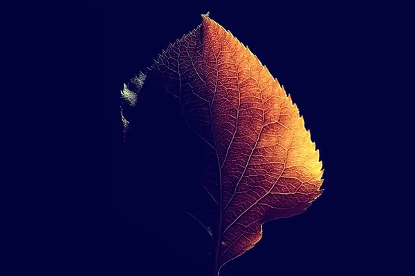 Närbild Höstens Löv Svart Bakgrund — Stockfoto