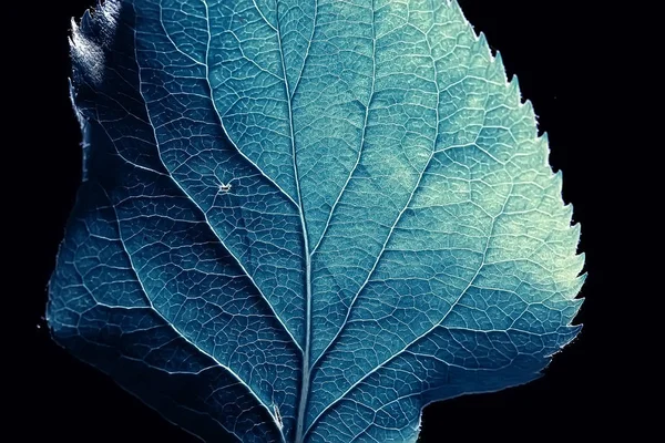 Leaf Texture Black White Design Black Leaf Skeleton Macro Nature — Stock Photo, Image