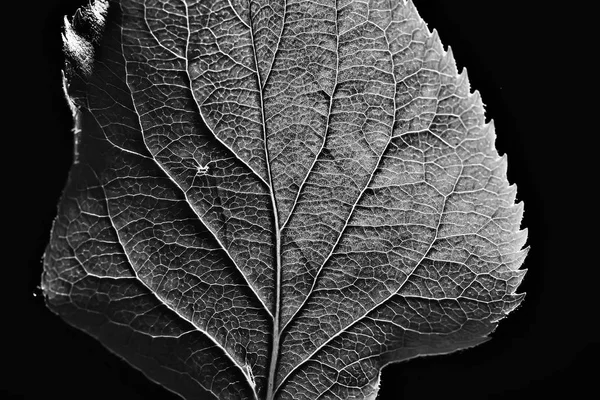 Textura Hoja Blanco Negro Diseño Esqueleto Hoja Negro Textura Macro — Foto de Stock