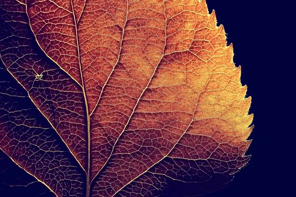 Macro Shot Textura Folha Outono — Fotografia de Stock