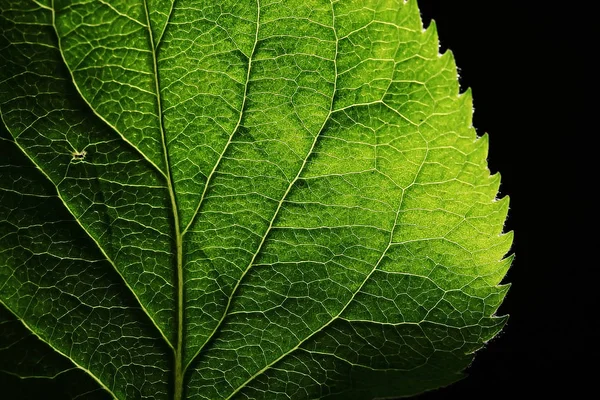 Primo Piano Struttura Foglia Verde — Foto Stock