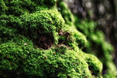 arka plan yeşil çimen / taze yaz arka plan doğa üzerinde yaprakları