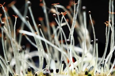 makro görünümü doğal renkli mantar 