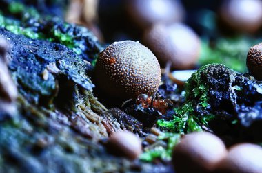 makro görünümü doğal renkli mantar 
