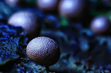 makro görünümü doğal renkli mantar 