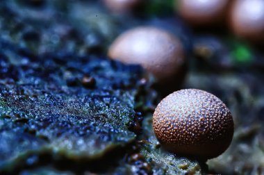 makro görünümü doğal renkli mantar 