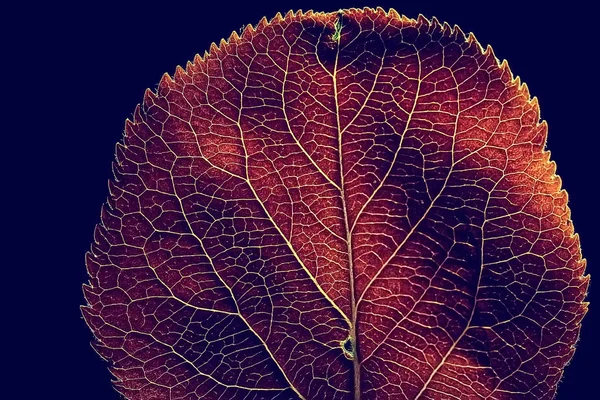 Macro Shot Textura Folha Outono — Fotografia de Stock