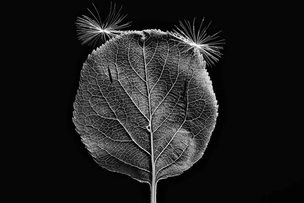 Leaf Texture Black White Design Black Leaf Skeleton Macro Nature — Stock Photo, Image