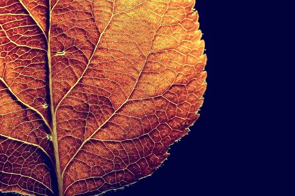 Makro Snímek Podzimní Listí Textur — Stock fotografie