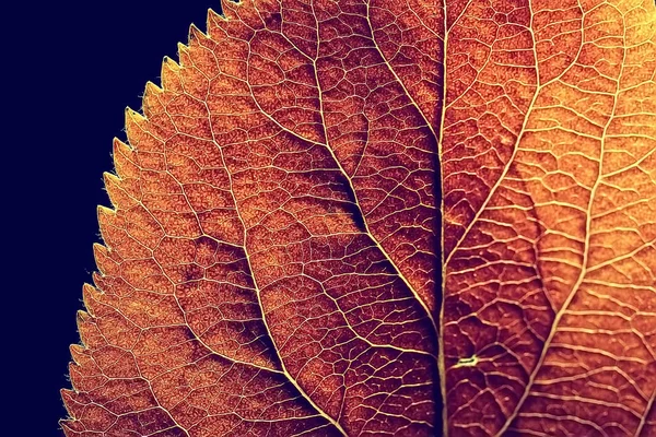 Macro Shot Textura Hoja Otoño — Foto de Stock