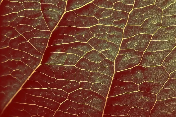 Textur Marco Frisch Frühling Blatt Hintergrund Blatt Baumstruktur — Stockfoto