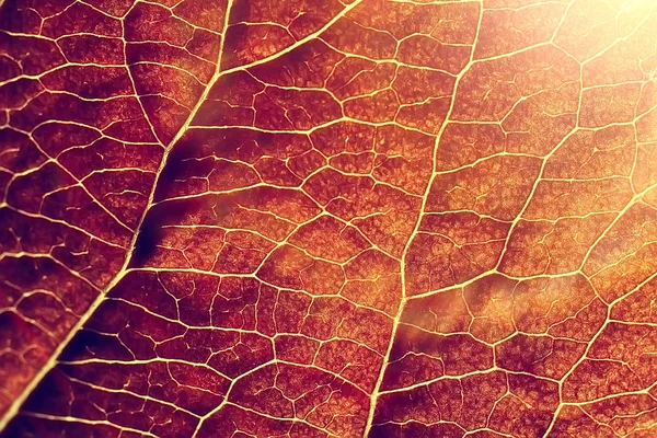 Tembakkan Makro Dari Tekstur Daun Musim Gugur — Stok Foto