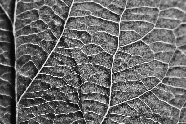 Textura Hoja Blanco Negro Diseño Esqueleto Hoja Negro Textura Macro — Foto de Stock