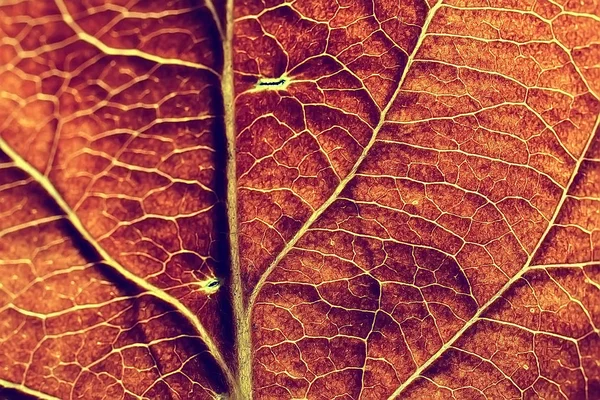 Macro Shot Textura Hoja Otoño —  Fotos de Stock