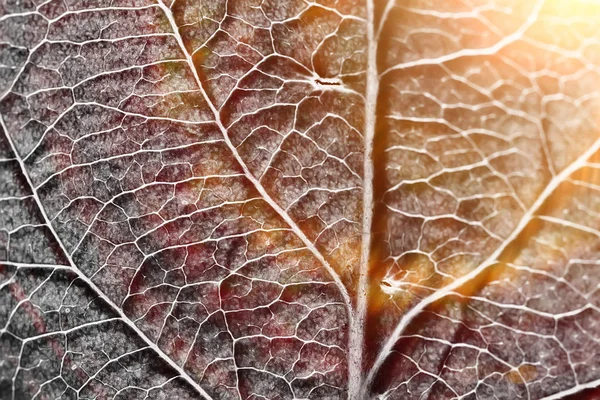 Doku Siyah Beyaz Yaprak Tasarım Siyah Yaprak Iskelet Makro Doku — Stok fotoğraf