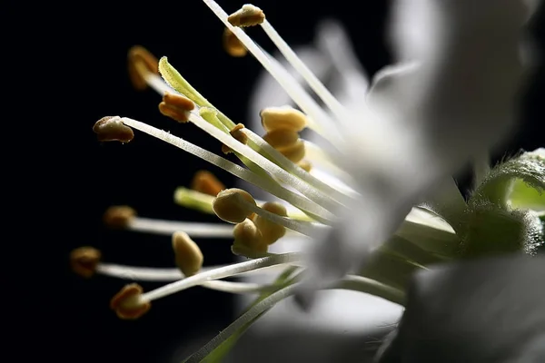 Våren Bakgrund Cherry Blossoms Vacker Natur Suddig Bakgrund April Blommor — Stockfoto