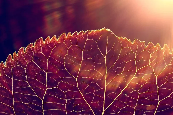 Makro Snímek Podzimní Listí Textur — Stock fotografie