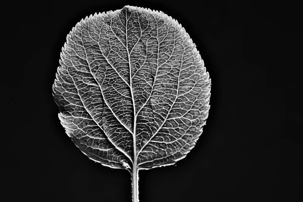 Blatt Textur Schwarz Und Weiß Design Schwarzes Blatt Skelett Makro — Stockfoto