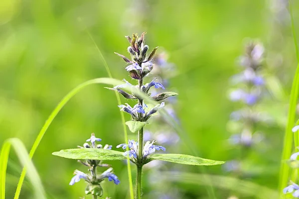 Weinig Blauwe Bloemen Natuur Mooi Plants Macro Kleine Bloemen Lente — Stockfoto