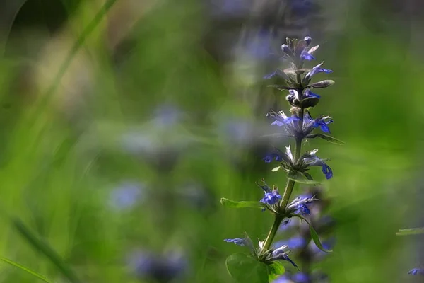Weinig Blauwe Bloemen Natuur Mooi Plants Macro Kleine Bloemen Lente — Stockfoto