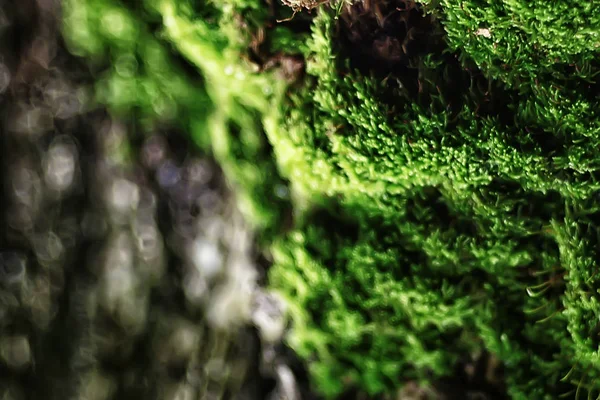 Fondo Verde Hierba Fondo Fresco Verano Las Hojas Naturaleza — Foto de Stock