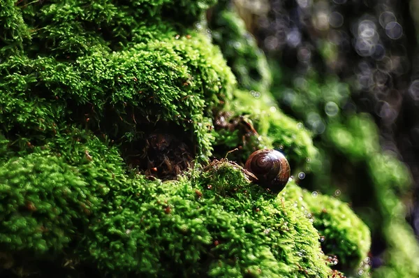 Caracol Caracol Pequeño Bosque Concha Macro Foto — Foto de Stock