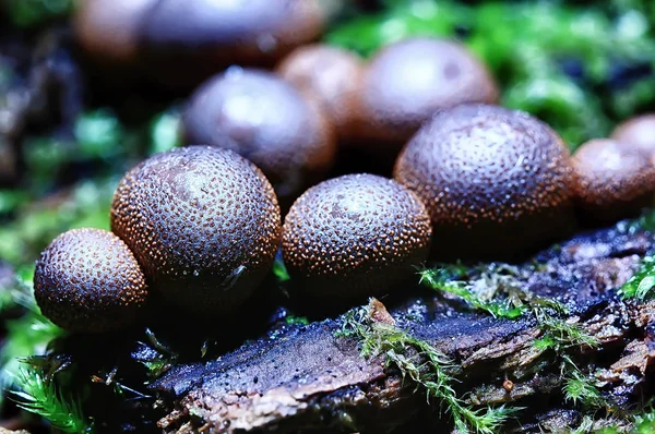 Macro View Natural Colorful Mushrooms — Stock Photo, Image