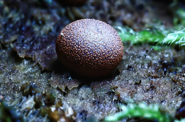 자연적인 다채로운 버섯의 매크로 — 스톡 사진