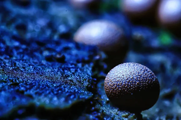 Vedere Macro Ciupercilor Colorate Naturale — Fotografie, imagine de stoc
