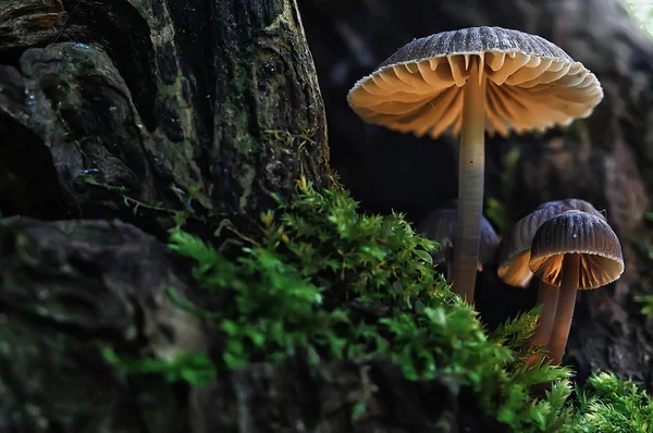 Makro Pohled Přírodní Barevné Houby — Stock fotografie