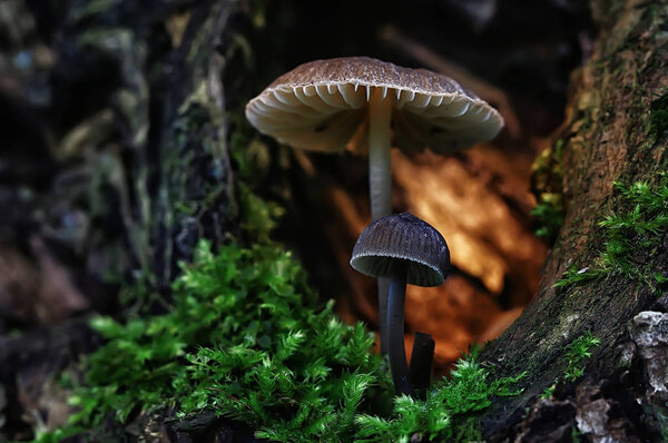 macro view of natural colorful mushrooms 